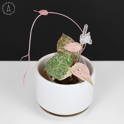 Dioscorea "Crepe Color" sp.