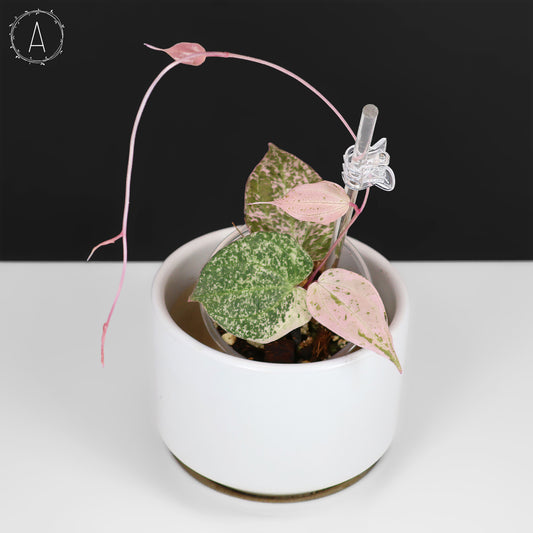 Dioscorea "Crepe Color" sp.