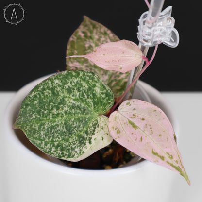 Dioscorea "Crepe Color" sp.