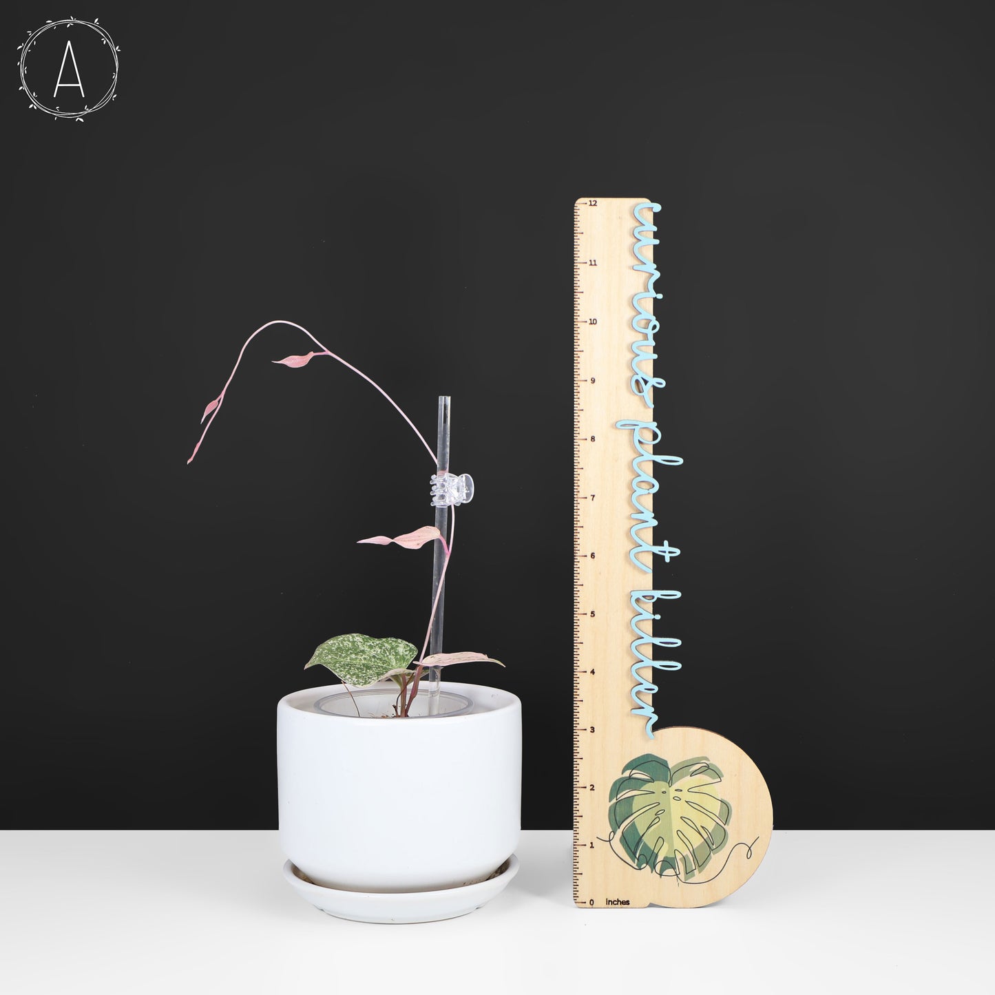 Dioscorea "Crepe Color" sp.