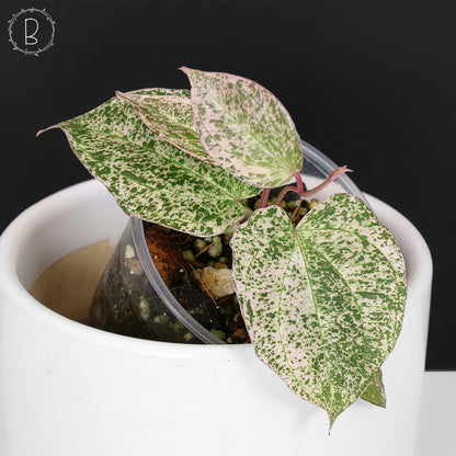 Dioscorea "Crepe Color" sp.