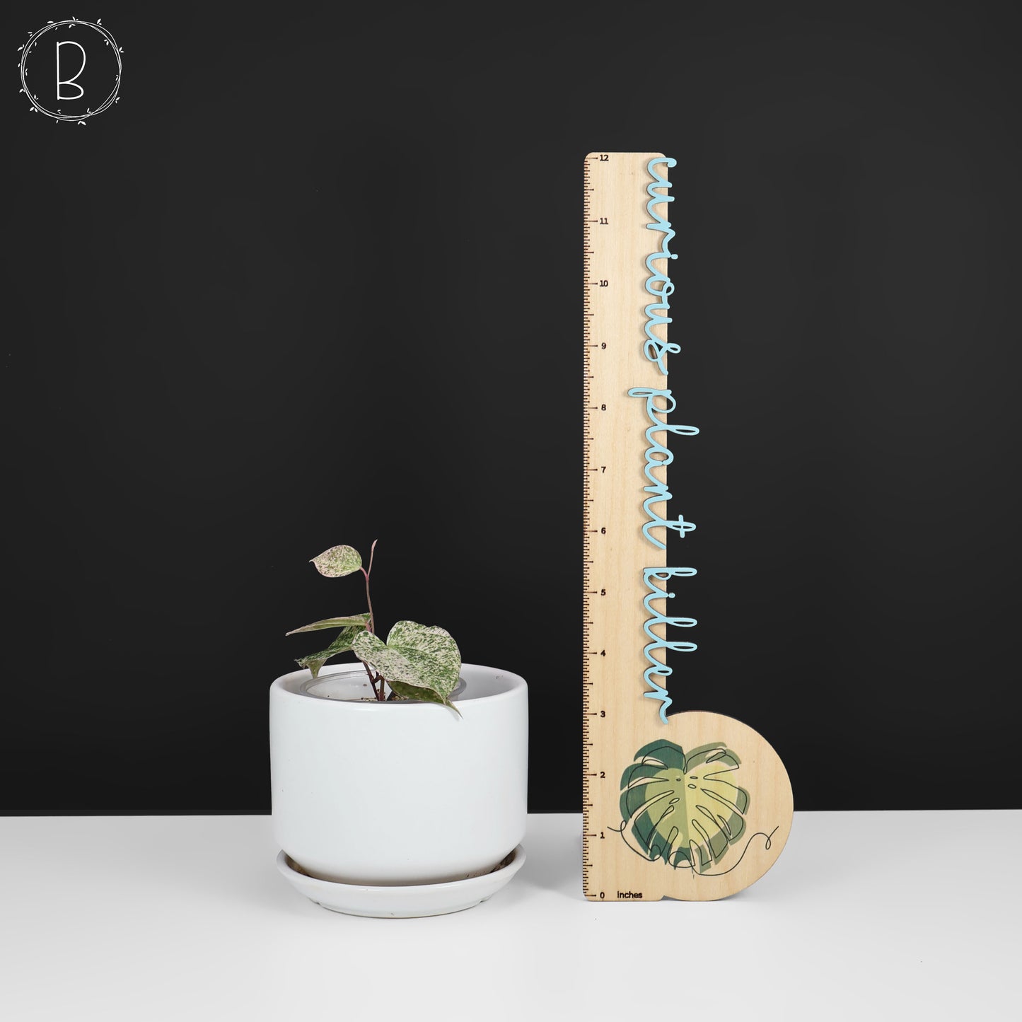 Dioscorea "Crepe Color" sp.