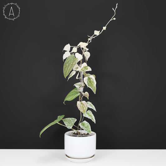 Dioscorea "Duende" sp.