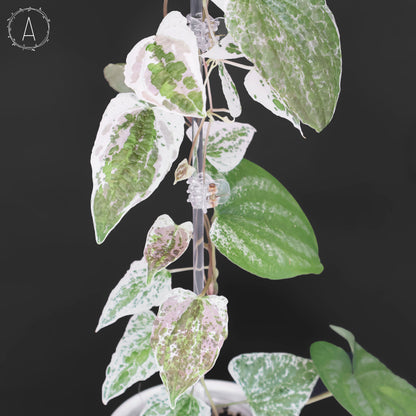 Dioscorea "Duende" sp.