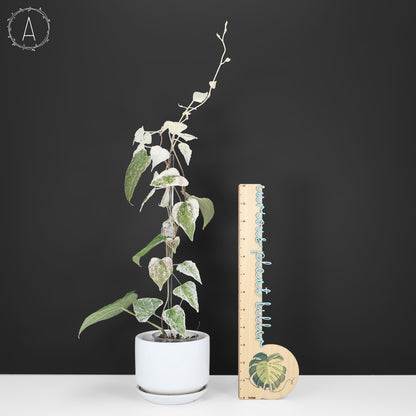 Dioscorea "Duende" sp.