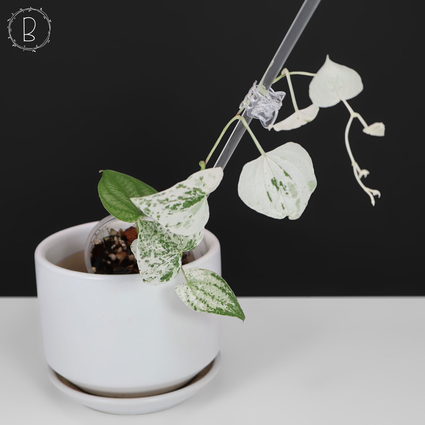 Dioscorea "Duende" sp.