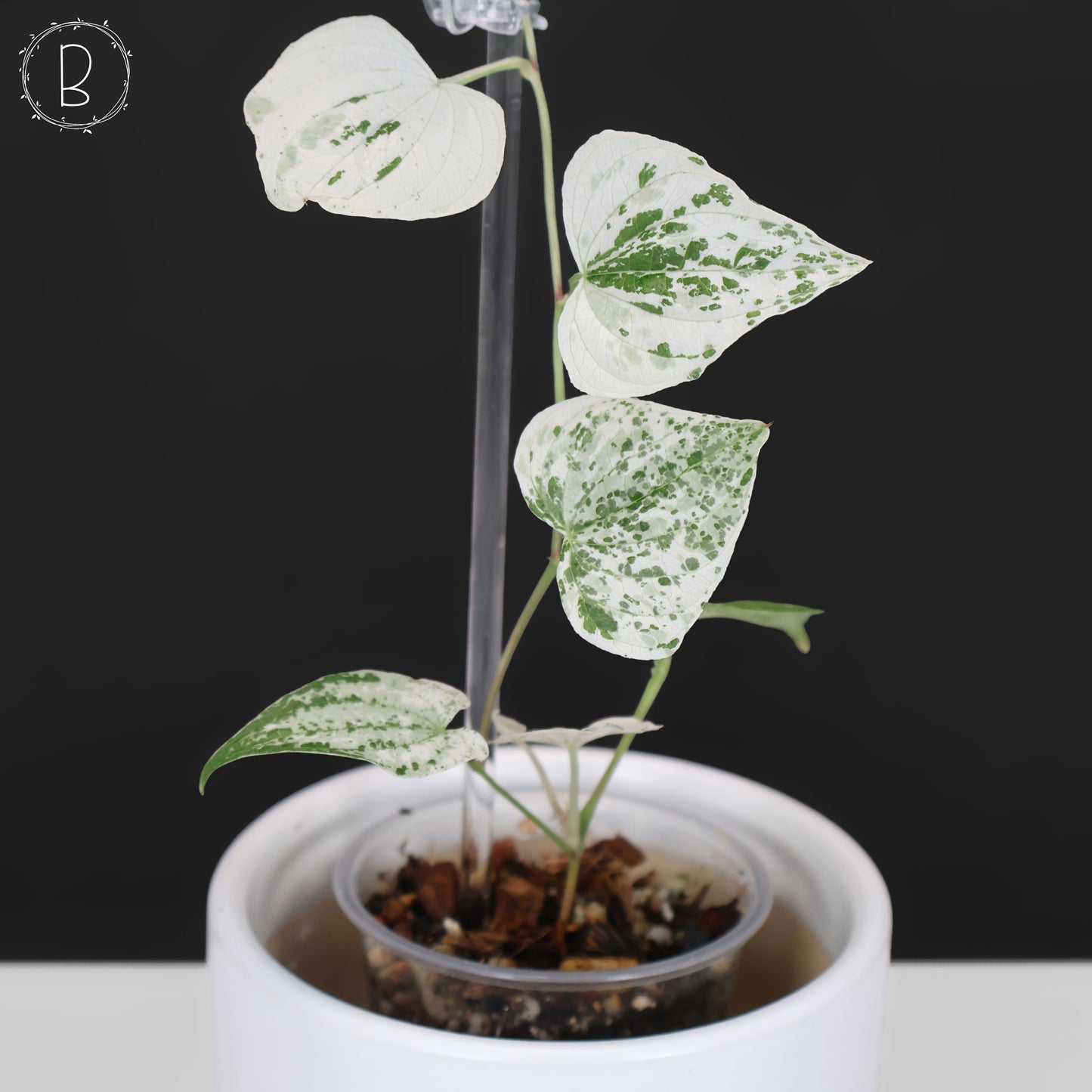 Dioscorea "Duende" sp.