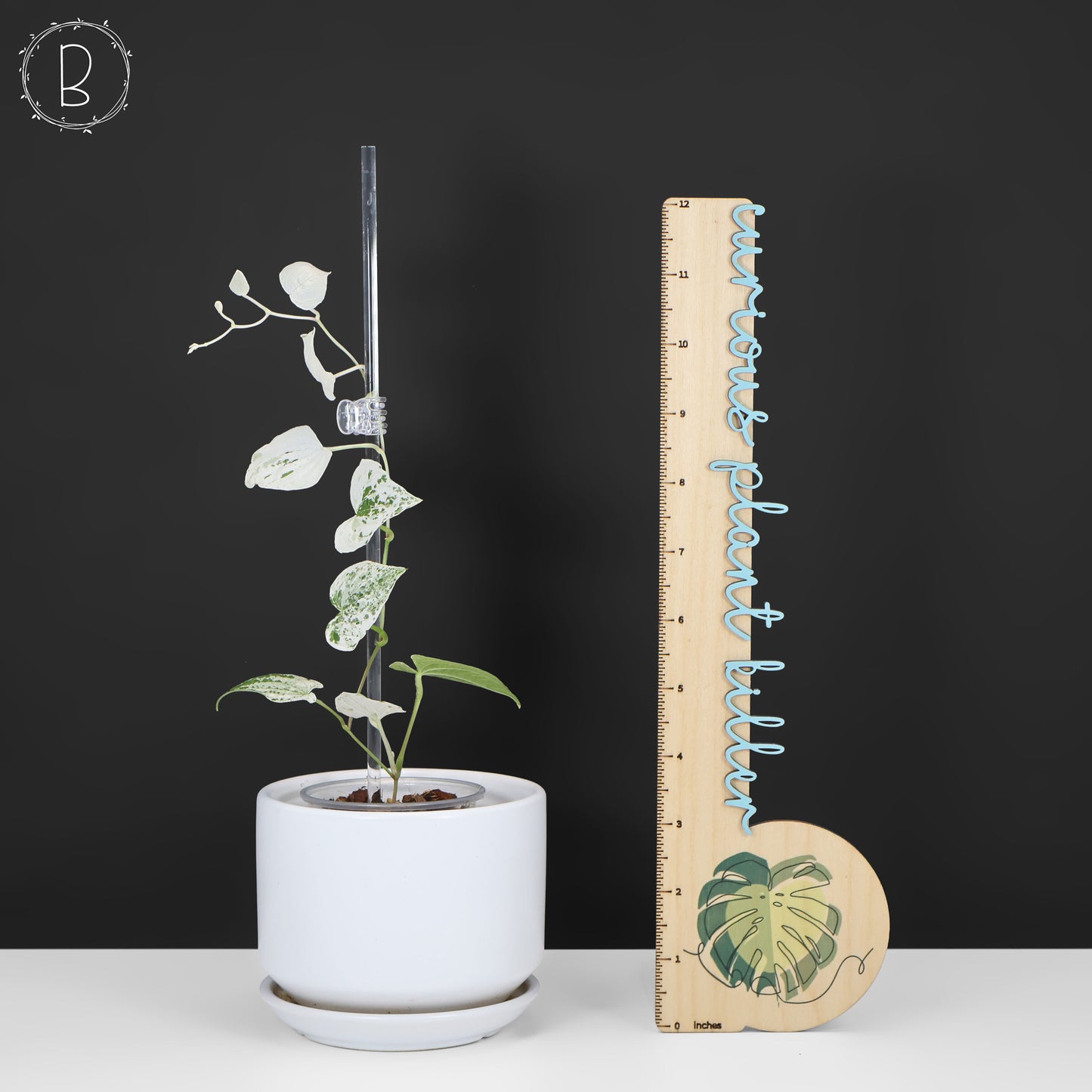 Dioscorea "Duende" sp.