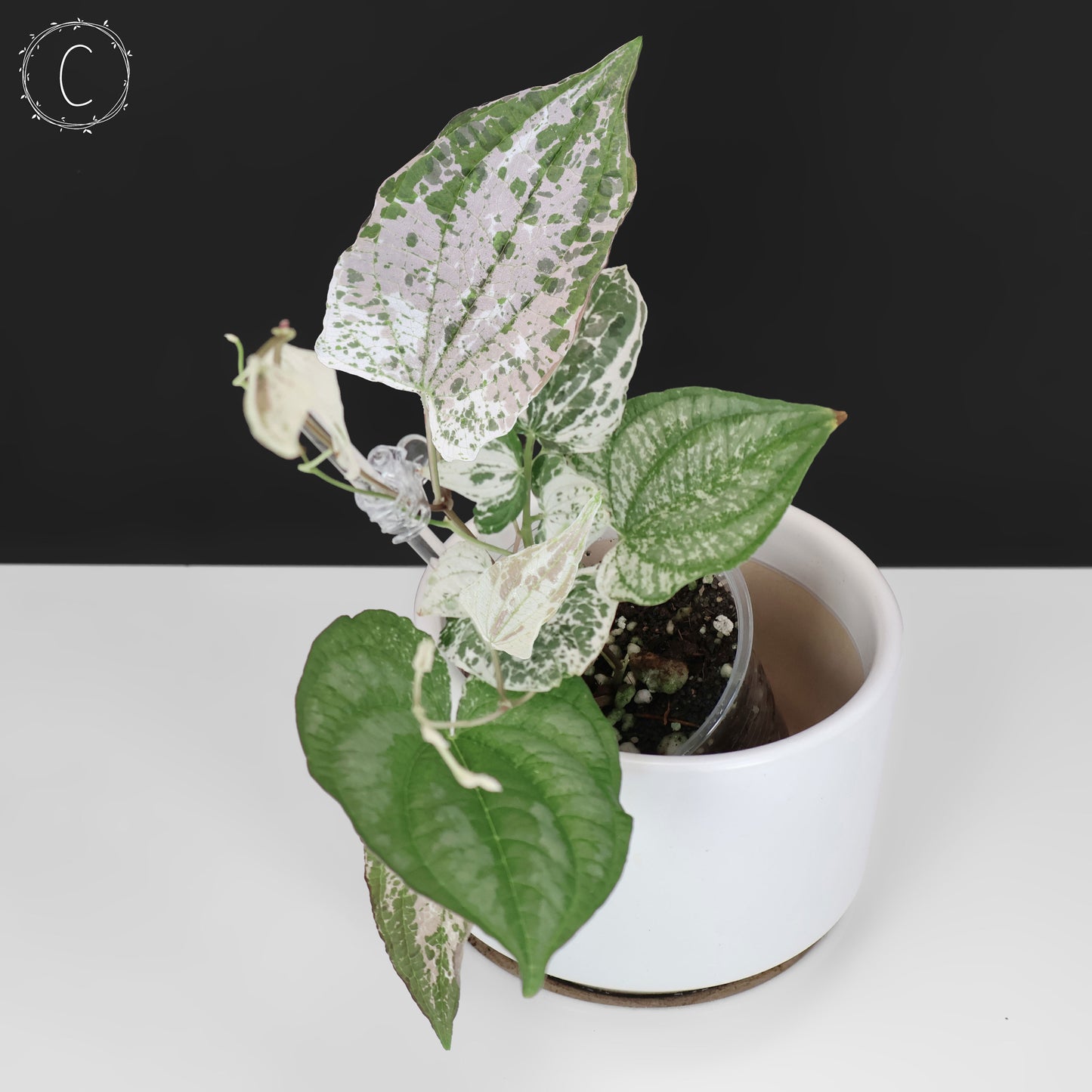 Dioscorea "Duende" sp.