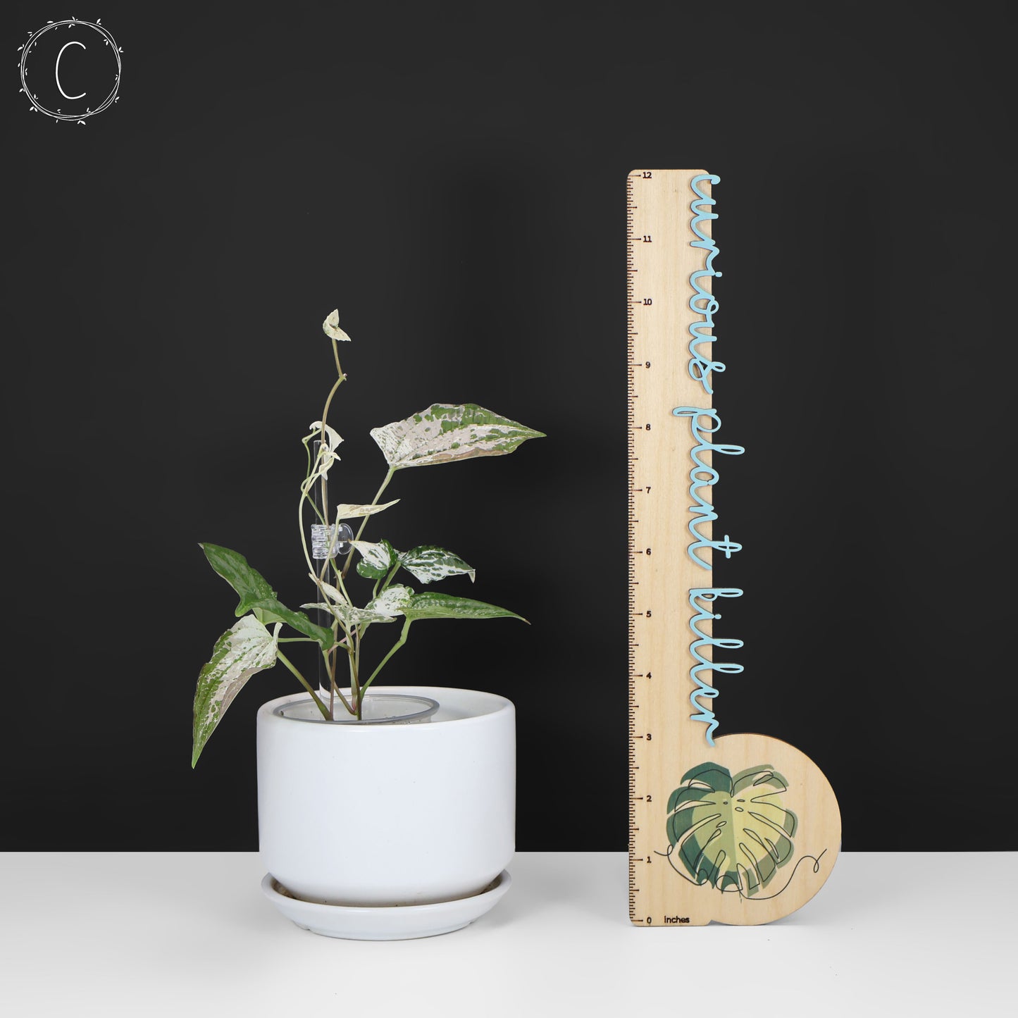 Dioscorea "Duende" sp.