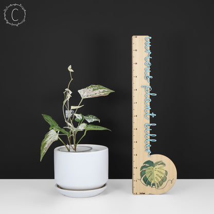 Dioscorea "Duende" sp.