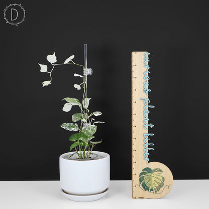 Dioscorea "Duende" sp.