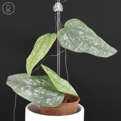 Dioscorea Peru sp. Silver