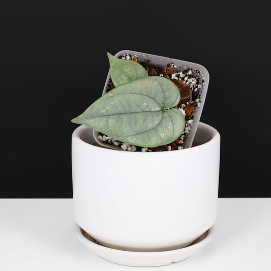 Dioscorea Peru sp. Silver