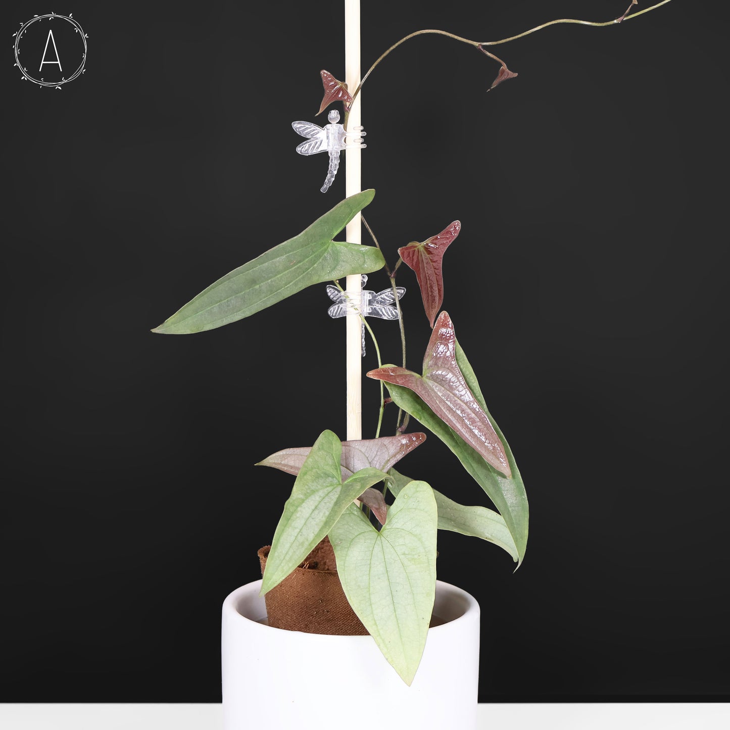 Dioscorea sp. Platinum