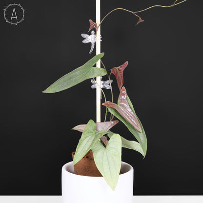 Dioscorea sp. Platinum