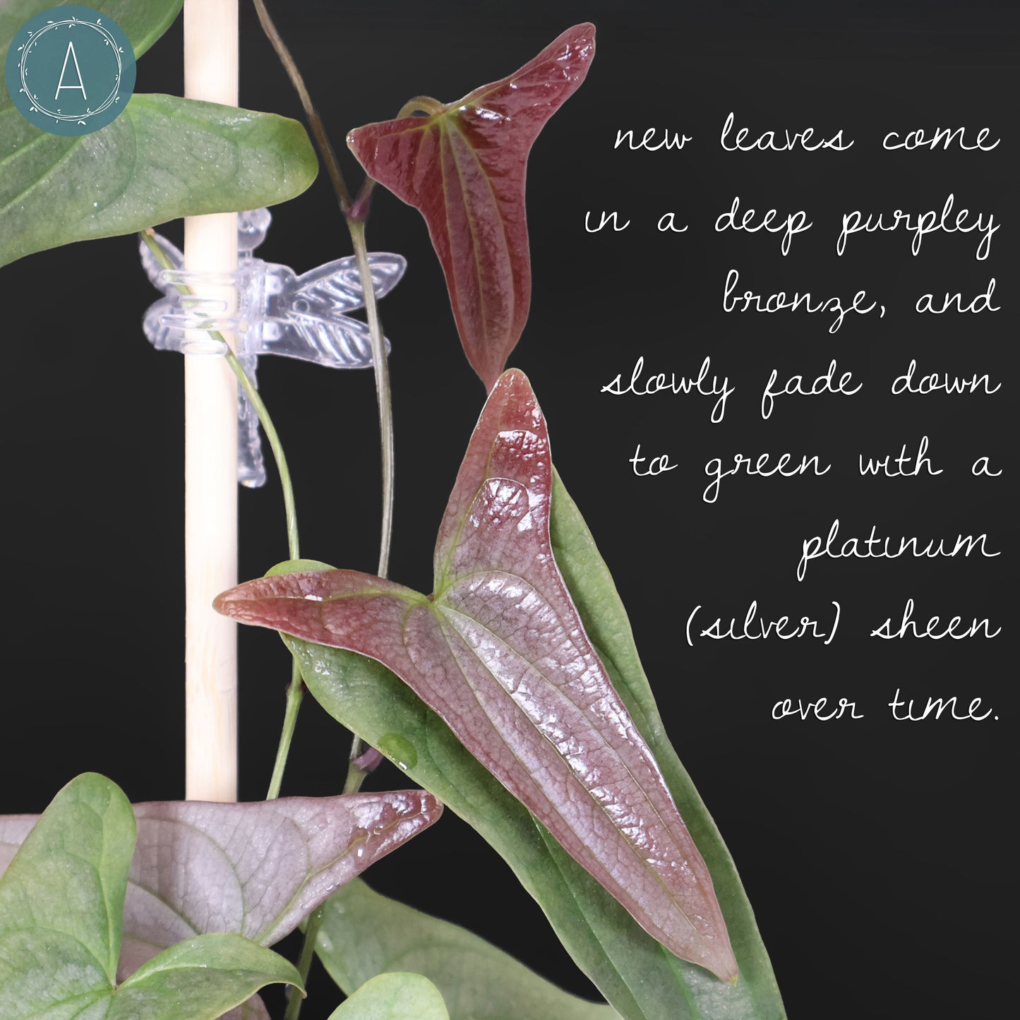 Dioscorea sp. Platinum
