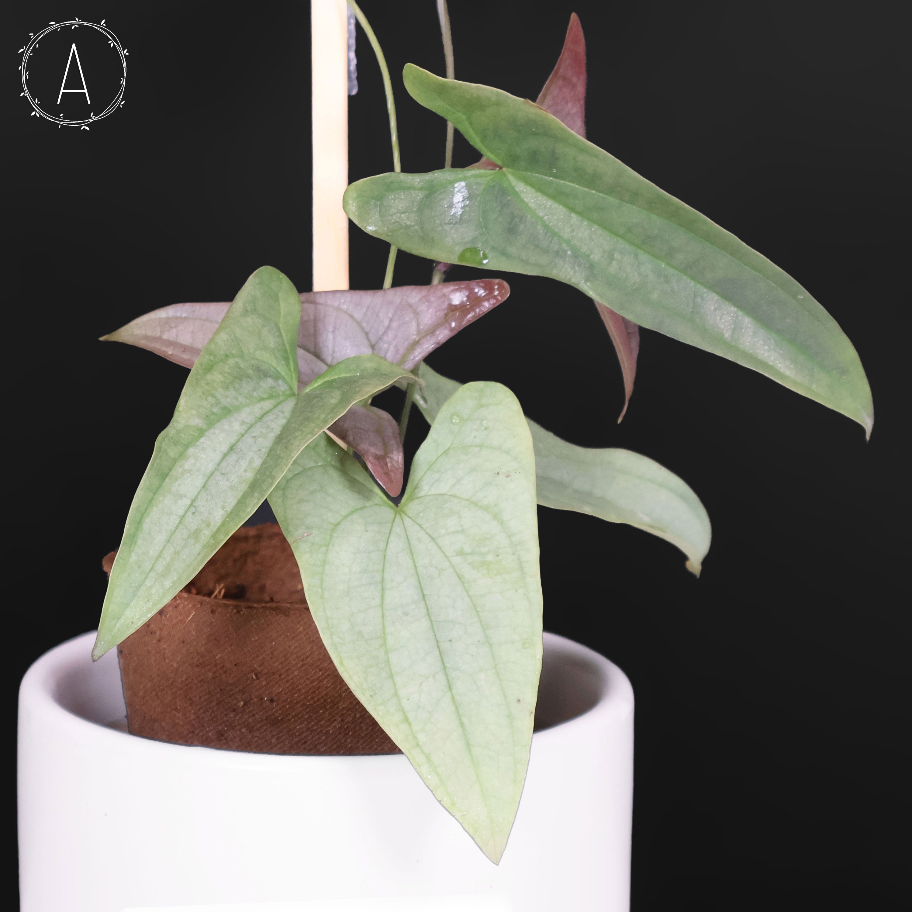 Dioscorea sp. Platinum – Curious Plant Killer