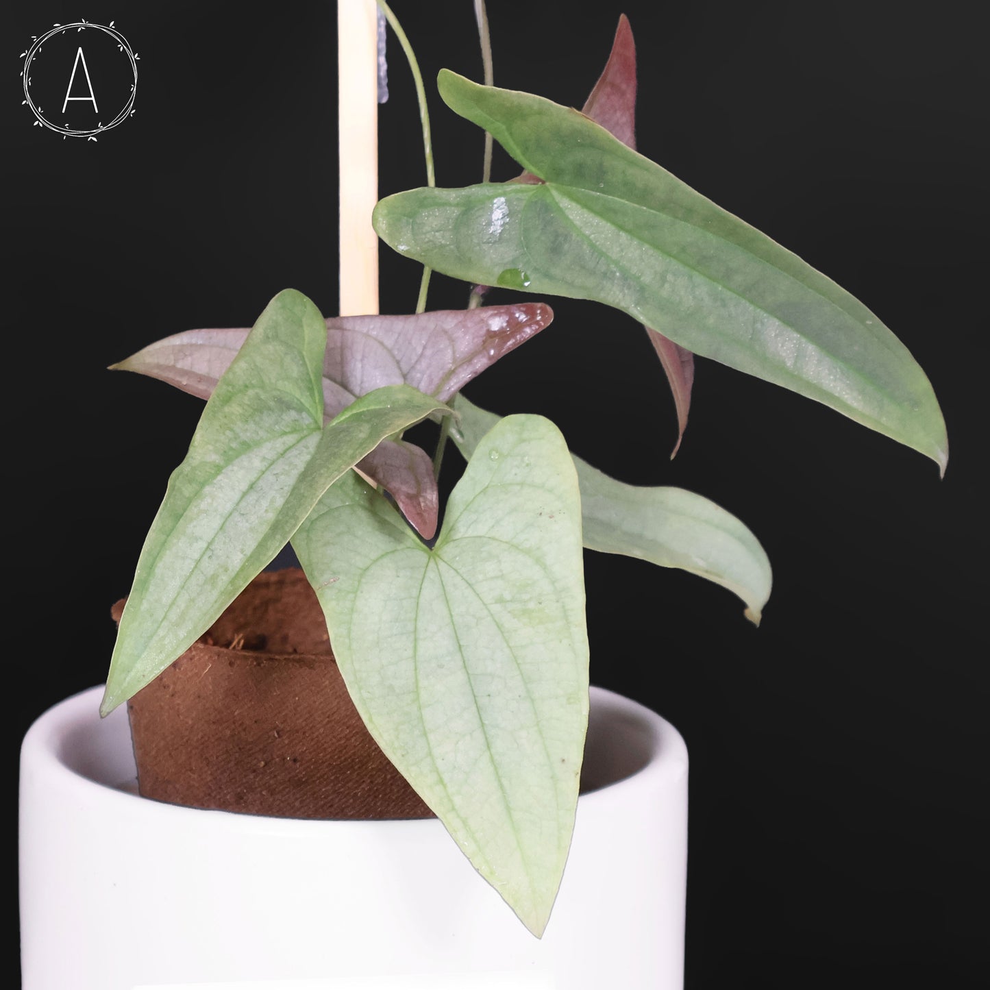 Dioscorea sp. Platinum