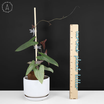 Dioscorea sp. Platinum