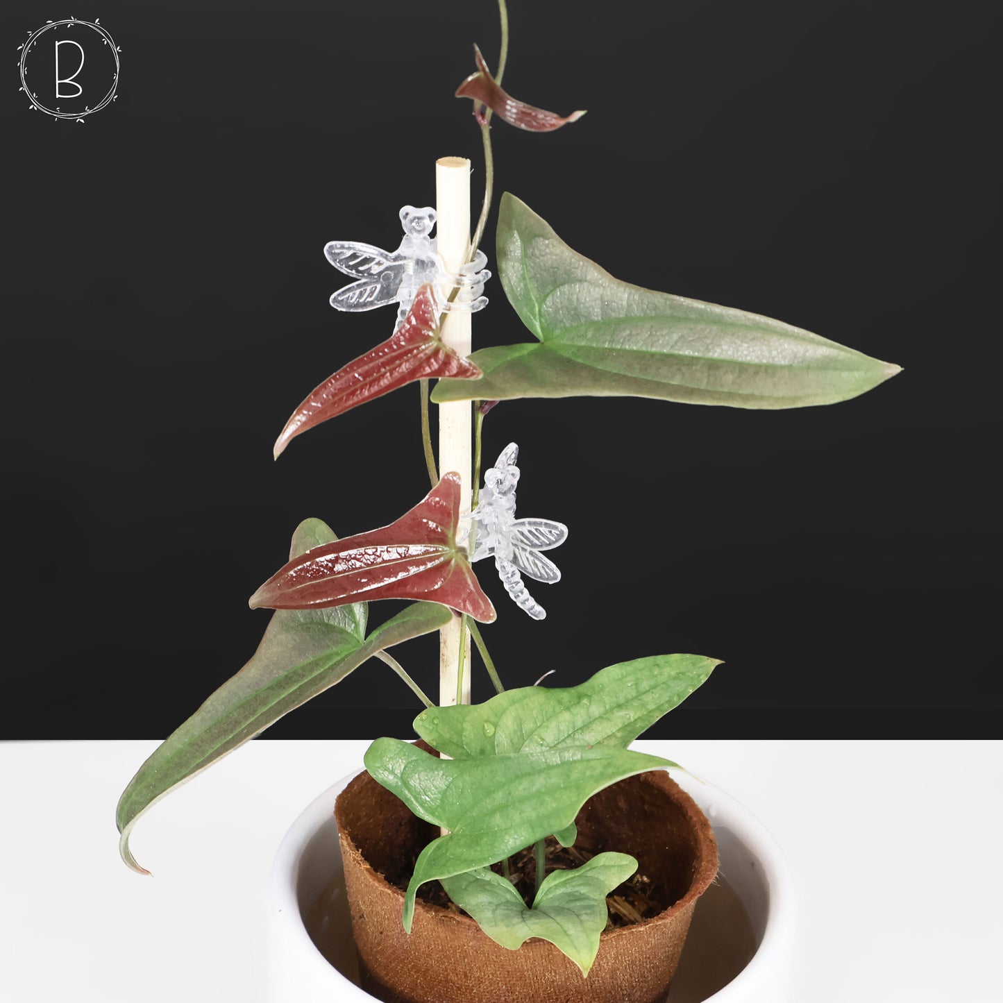 Dioscorea sp. Platinum