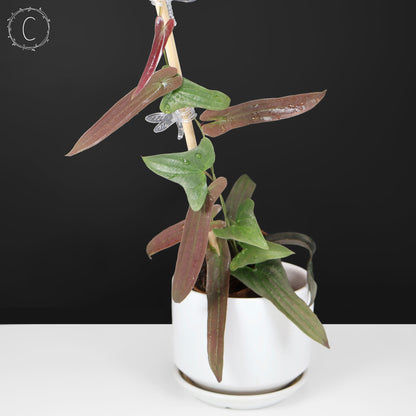 Dioscorea sp. Platinum