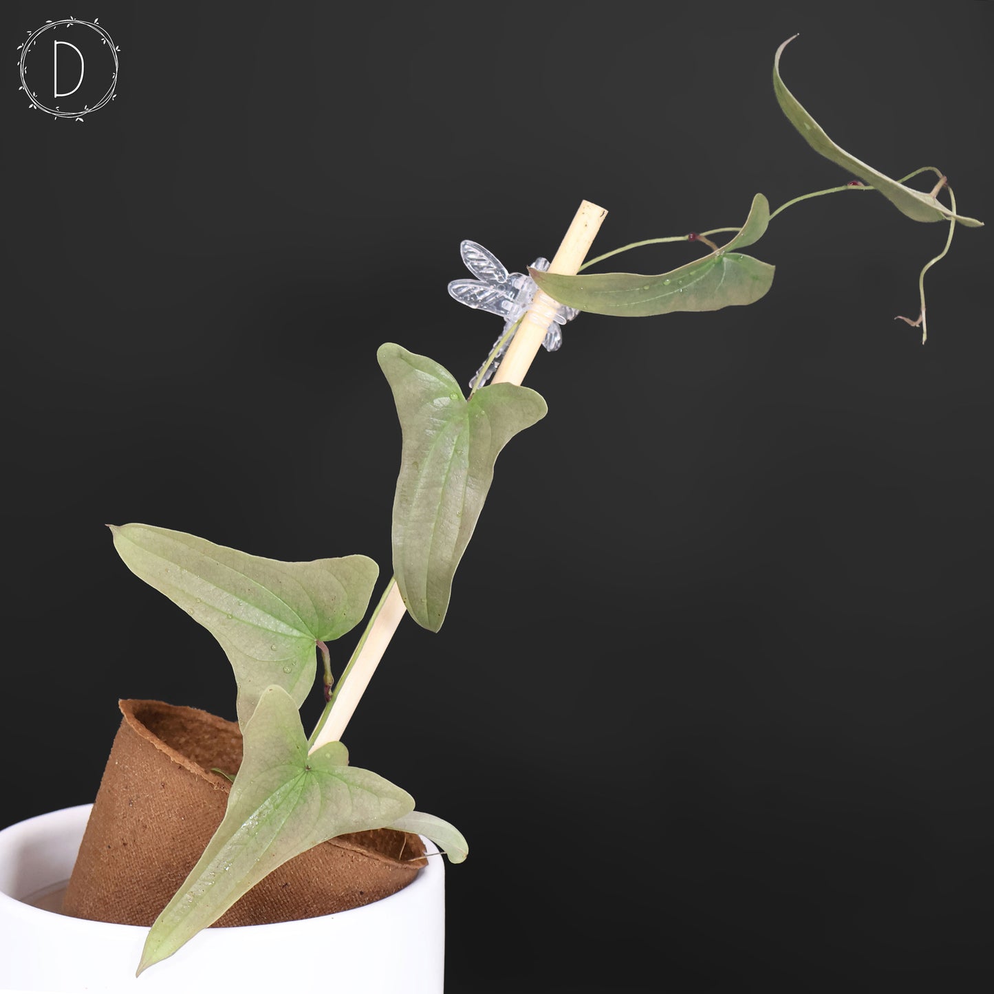 Dioscorea sp. Platinum