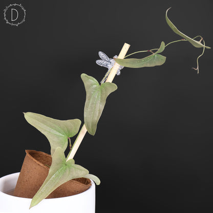 Dioscorea sp. Platinum