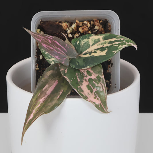 Dioscorea sp. Gamma Ray