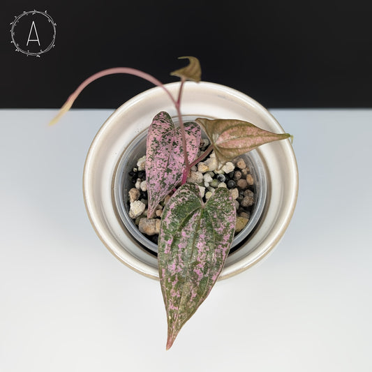 Dioscorea sp. Pixel