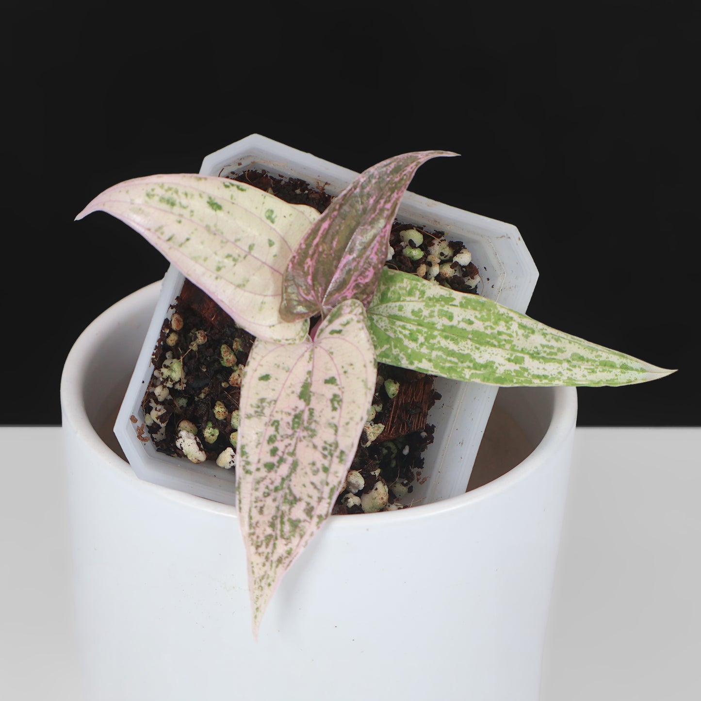 Dioscorea "Pixel" sp.