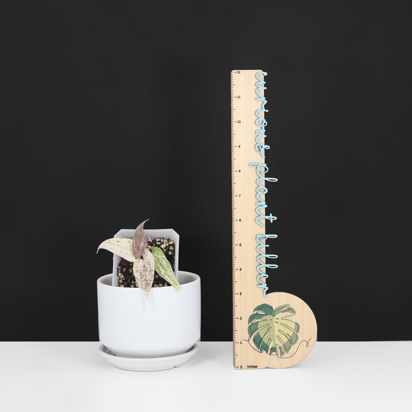 Dioscorea "Pixel" sp.