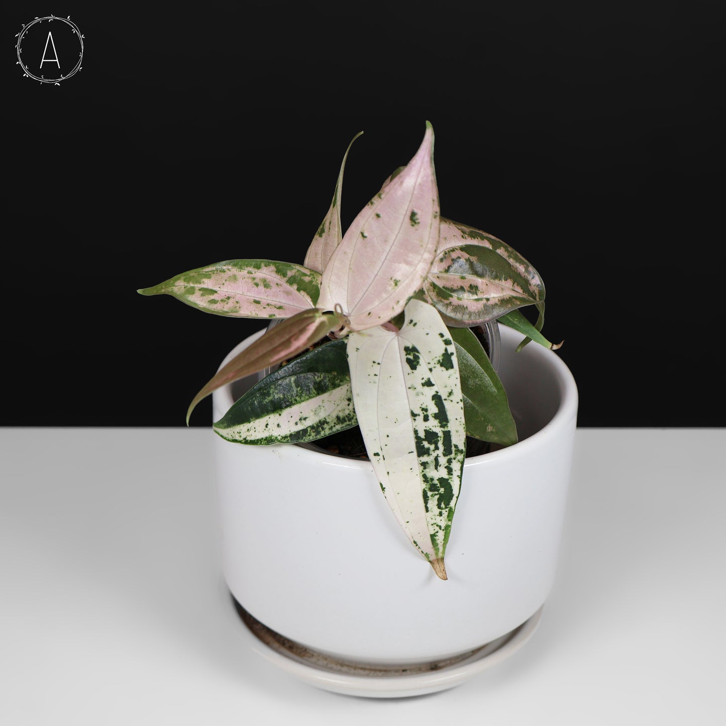 Dioscorea sp. Gamma Ray