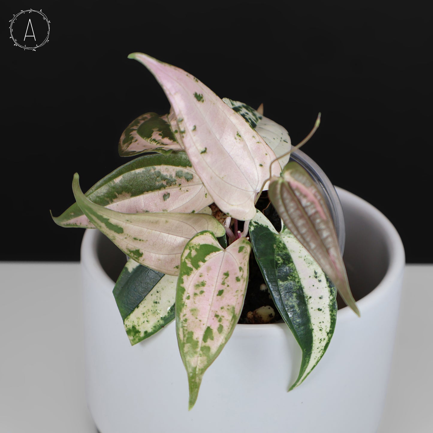 Dioscorea sp. Gamma Ray