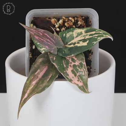 Dioscorea sp. Gamma Ray