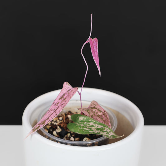 Dioscorea sp. Pixel