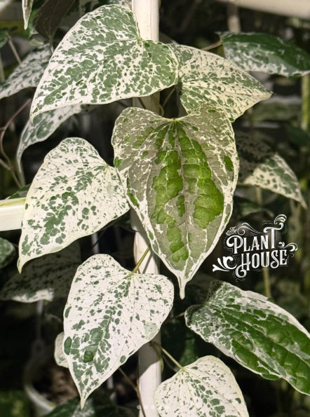 Dioscorea sp. Goblin