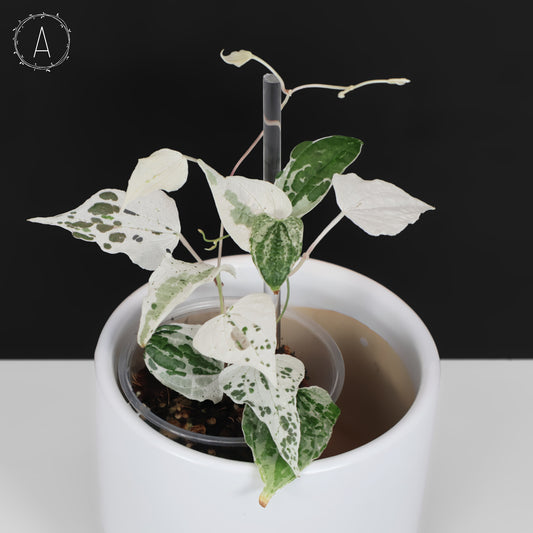 Dioscorea sp. Goblin