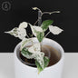 Dioscorea sp. Goblin