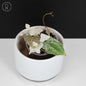 Dioscorea sp. Goblin