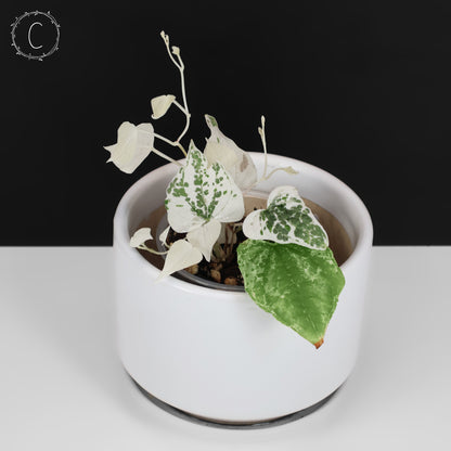Dioscorea sp. Goblin
