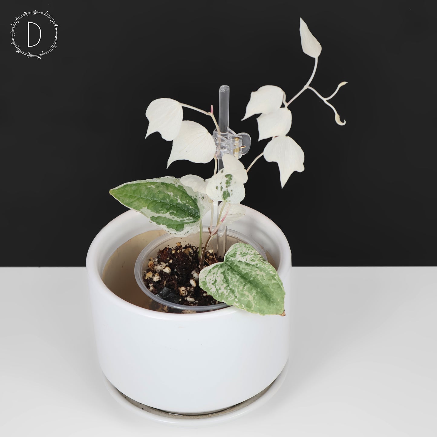 Dioscorea sp. Goblin