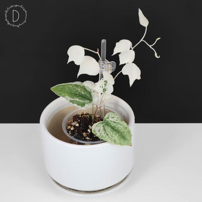 Dioscorea sp. Goblin