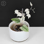 Dioscorea sp. Goblin
