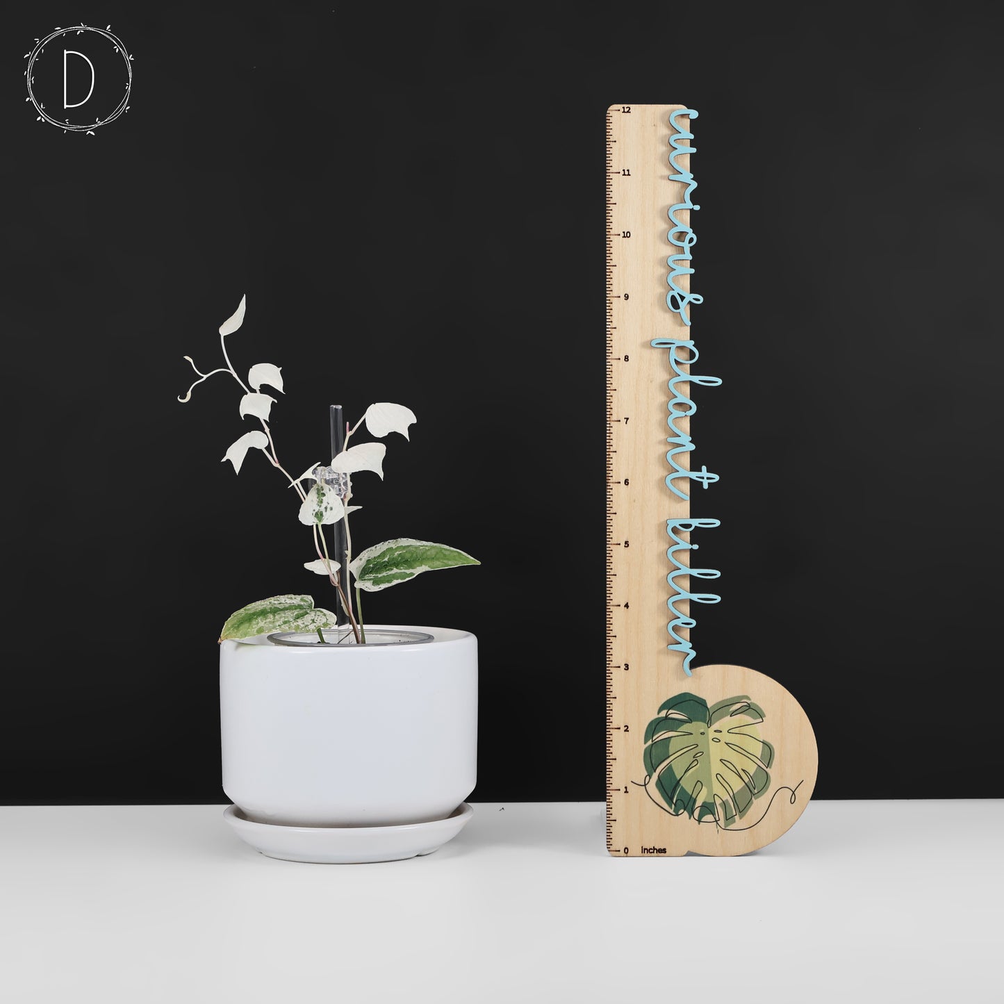Dioscorea sp. Goblin