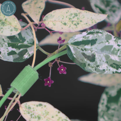 Dregea Sinensis abigarrada