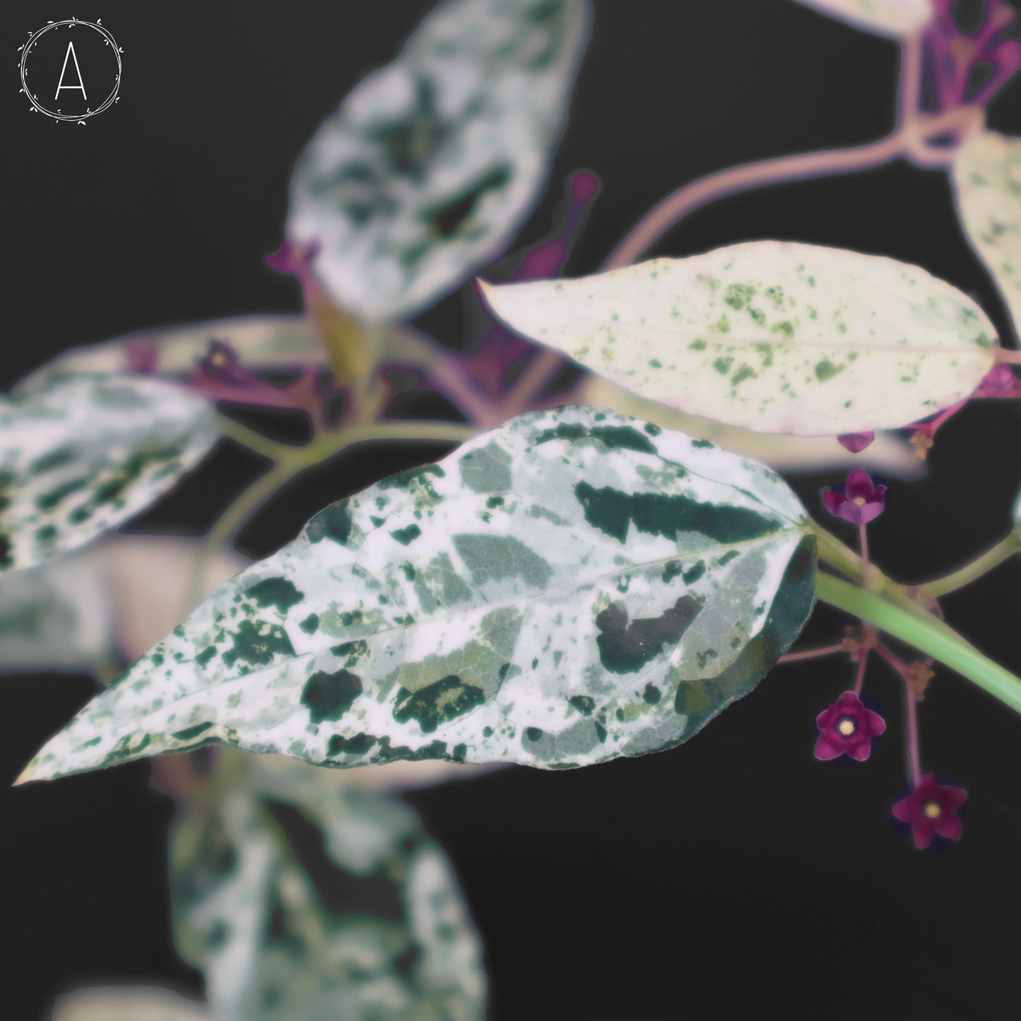 Dregea Sinensis abigarrada