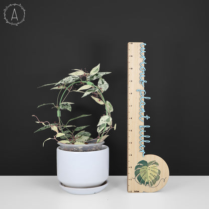 Dregea Sinensis abigarrada