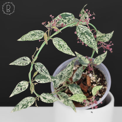 Dregea Sinensis abigarrada