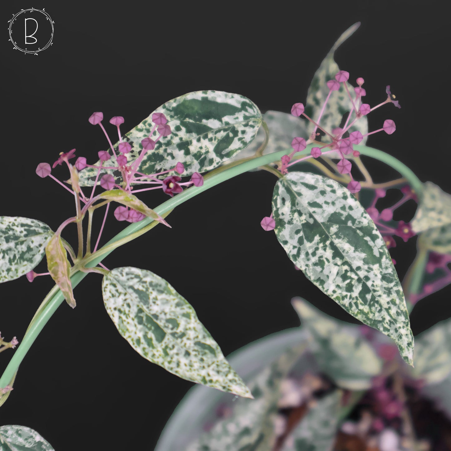 Dregea Sinensis abigarrada